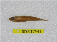 藏品(大吻鰕虎)的圖片